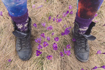 Close up crocus flowers between female hiker worn shoes concept photo. First person view...