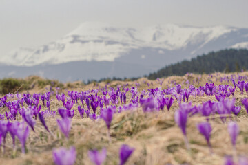 Fototapeta premium Purple wild flowers meadow landscape photo. Nature scenery photography with snow capped mountains on background. Ambient light. High quality picture for wallpaper, travel blog, magazine, article