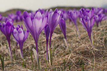 Close up purple crocus flower petals texture concept photo. Worm eye view photography with blurred background. Natural light. High quality picture for wallpaper, travel blog, magazine, article