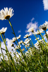 Daisies looking up towards the sky