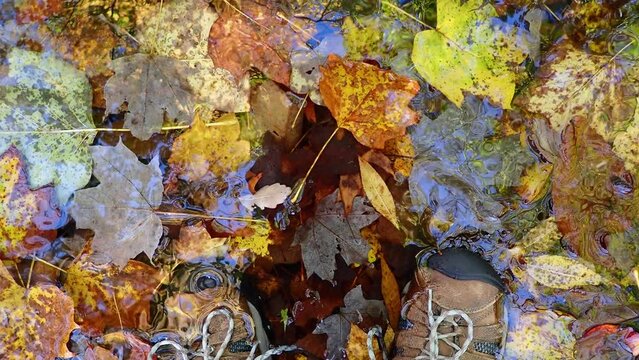 High angle view of hiking boots in rippling autumn stream with leaves. High quality 4k footage. Gorgeous autumn colors and reflected sky in the rippling flowing Pennsylvania woodland stream. Tips of h