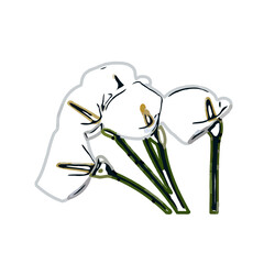 Color sketch of lilies with transparent background