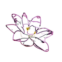 Color sketch of lilies with transparent background