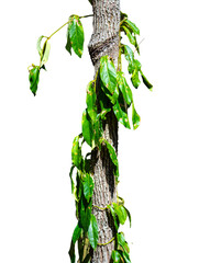 tree trunk covered with green leaves of epiphyte isolated on transparant background; juicy green colorful leaf for design; spring leaves on the tree branch