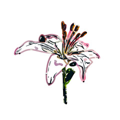 Color sketch of lilies with transparent background