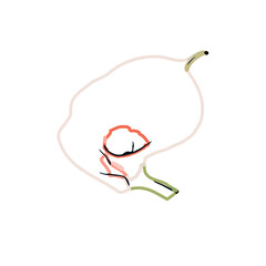 Color sketch of lilies with transparent background