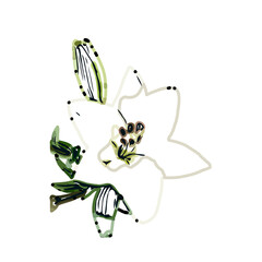 Color sketch of lilies with transparent background