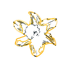 Color sketch of lilies with transparent background