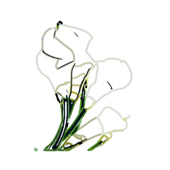 Color sketch of lilies with transparent background