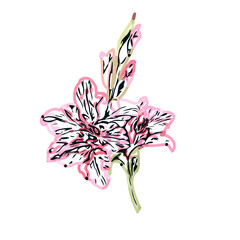 Color sketch of lilies with transparent background