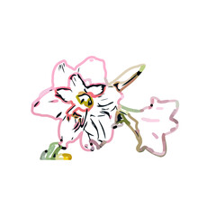 Color sketch of lilies with transparent background