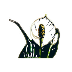 Color sketch of lilies with transparent background