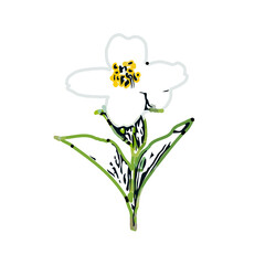Color sketch of lilies with transparent background