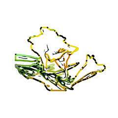 Color sketch of lilies with transparent background