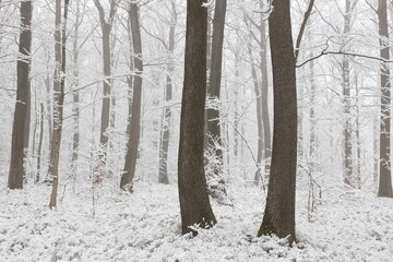 Winter forest on a frosty morning, oak trees covered by fresh snow - 577310273