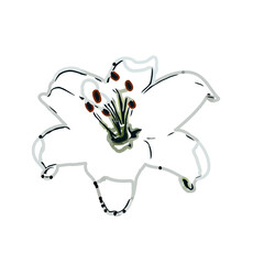 Color sketch of lilies with transparent background