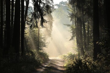 The sun's rays hit the forest path on a misty morning