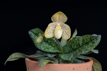 Closeup view of lady slipper orchid species paphiopedilum concolor with yellow flower and bud...