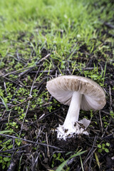 Wild mushroom in the forest