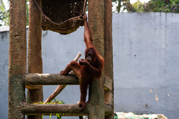 an orangutan hanging in its cage at the zoo