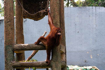 an orangutan hanging in its cage at the zoo