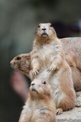 プレーリードッグ