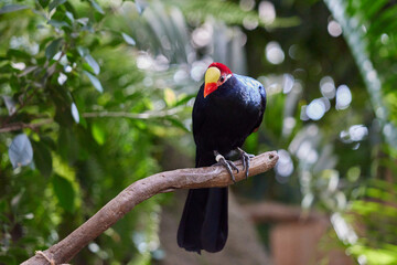 ニシムラサキエボシドリ