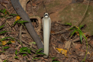 Black mamba (Dendroaspis polylepis)