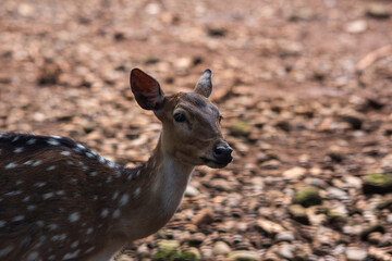 deer at the zoo. Selective focus