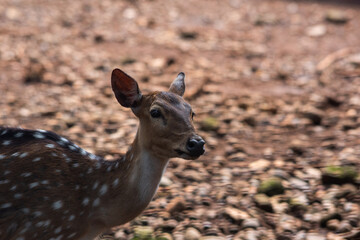 deer at the zoo. Selective focus