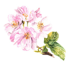 Fototapeta premium The pink branch of the apple tree blossoms. Watercolor illustration. Isolate