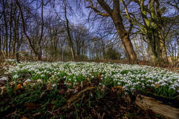 English woodland carpet of Snowdrops in early spring.