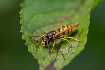 wasp sits on a leaf and nibbles honeydew from aphids
