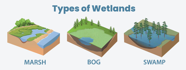 Types of wetlands - obrazy, fototapety, plakaty