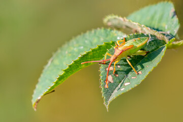 green bug sits on a green leaf