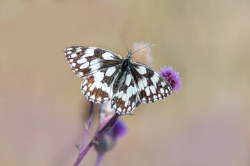 butterfly sits on a flower and nibbles necktar