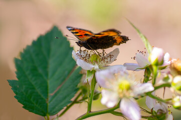 butterfly sits on a flower and nibbles necktar