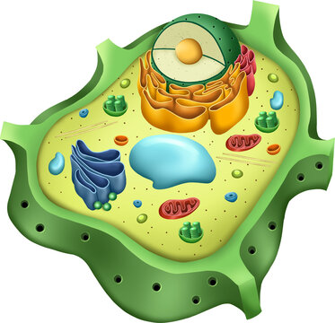 plant cell structure, Molecular Expressions, Photo of the Plant cell anatomy structure. Nucleus, mitochondria, cytoplasm, wall membrane endoplasmic reticulum, golgi apparatus,  cell Biology etc
