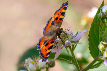 butterfly sits on a flower and nibbles necktar