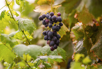 Wine grapes in vineyard after rain, close up