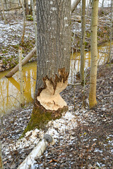 Fototapeta na wymiar water stream with may trees felled by beavers