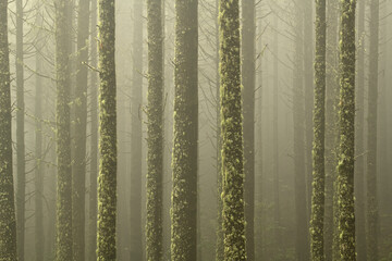 ein Wald mit geraden Nadelbäumen die mit Moos und Flechten bewachsen sind, in einer nebeligen Stimmung. - obrazy, fototapety, plakaty