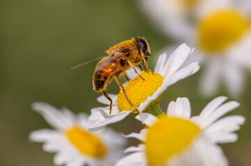 a fly is sitting on a chamomile flower