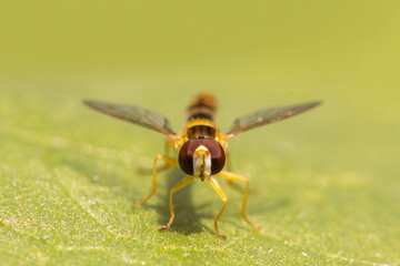 fly sits on a green leaf