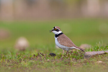 bird on the grass, Little Ringed Plover, Charadrius dubius