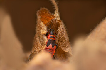 red fire bug hides in a withered leaf