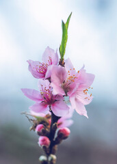 closeup of pink peach flowers in bloom with clipping path