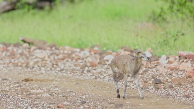 A Klipspring lamb on the road.