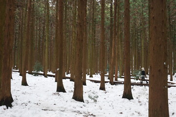 winter in the forest