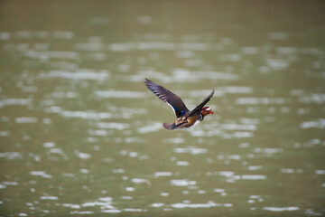 Mandarin duck flying over a lake